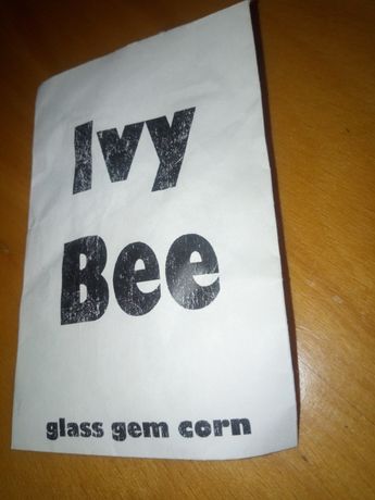 Nasiona, kukurydza Glass gem oryginał z USA