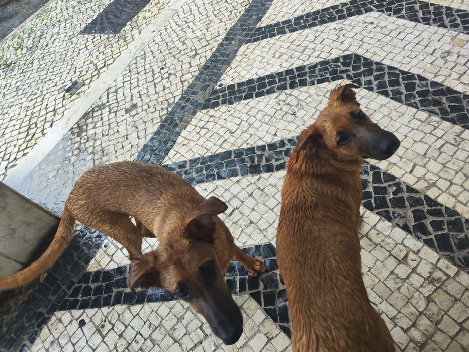 Dou dois Arrassados de Pastor Belga