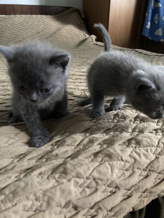 Бесптатно отдам Котят