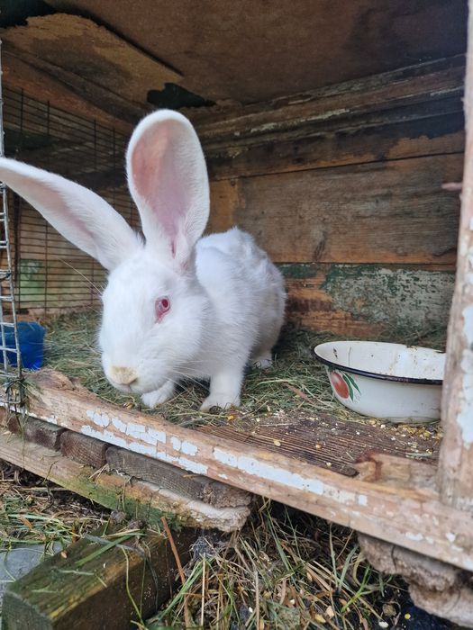Кролики різного віку