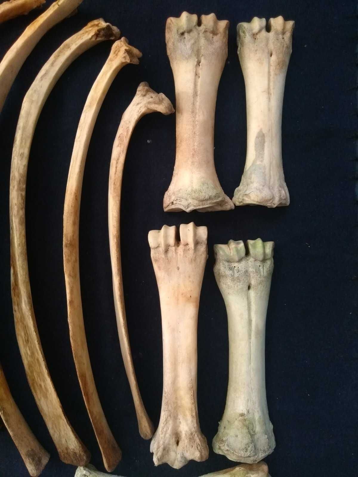 Кости коровы корови кості