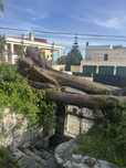 Limpeza terrenos, corte arvores, jardinagem ,trabalhos de maquina
