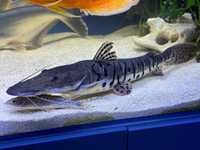 TSN - Tiger Shovel Nose Catfish (Pseudoplatystoma Fasciatum) 40cm