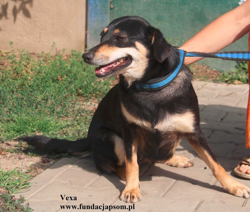 Vexa przylepka szuka domu