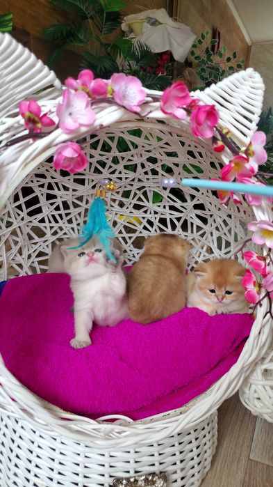 Нежненькие и ручные малыши золотая шиншилла