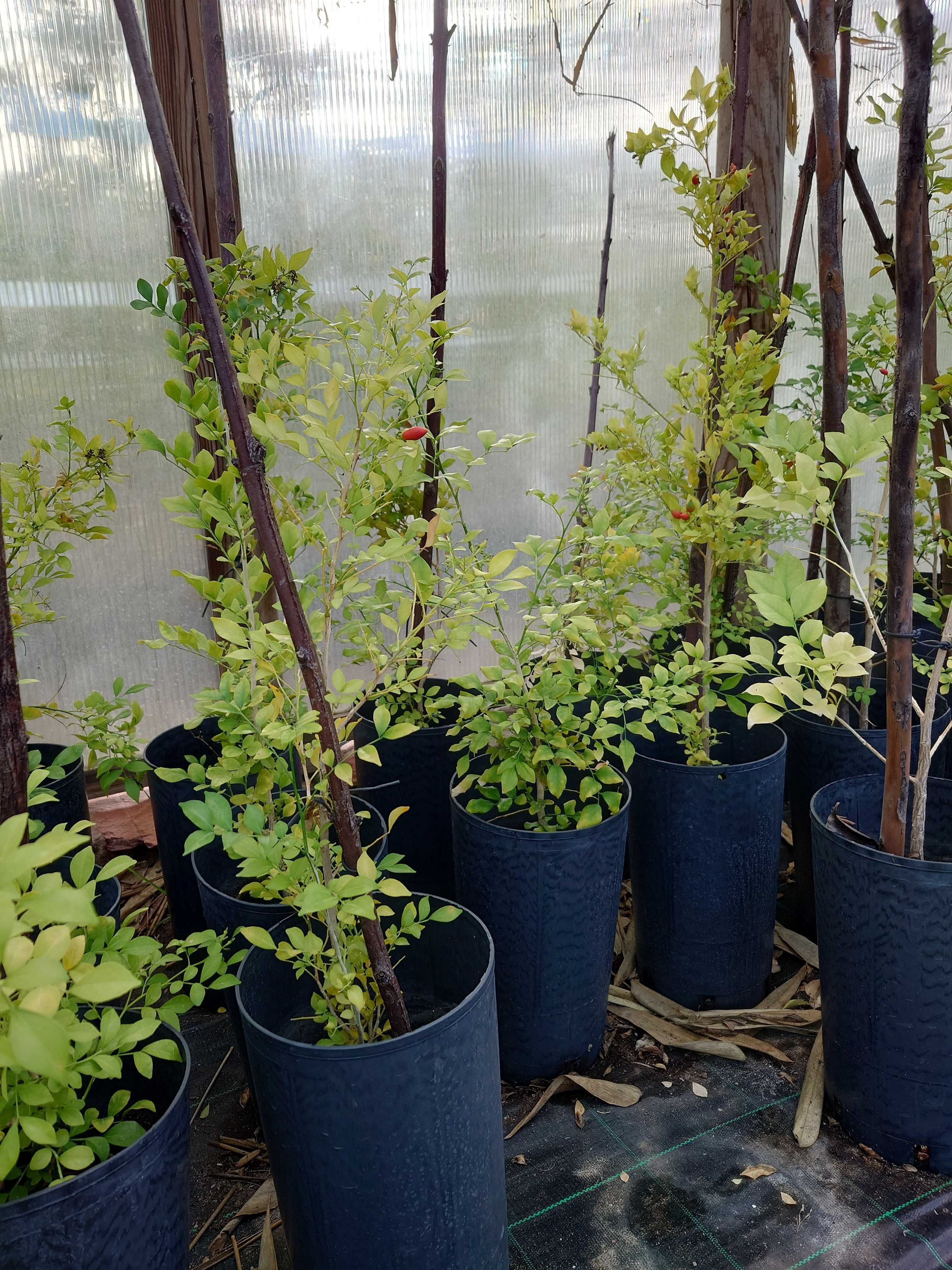 Murta-de-cheiro - Murraya paniculata em vaso - Lote de 5 plantas