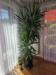 Yucca juka dracena piękna roślina do biura pokojowa