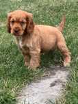 Cocker spaniel piesek