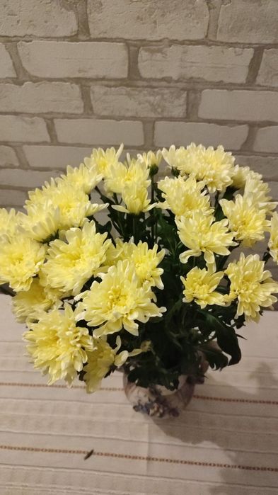 Сирень белая и сиреневая, саженец.