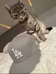Czapka z daszkiem New Era LA 59FIFTY