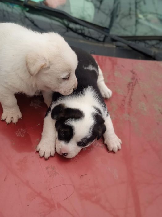 Віддам собачок в добрі руки