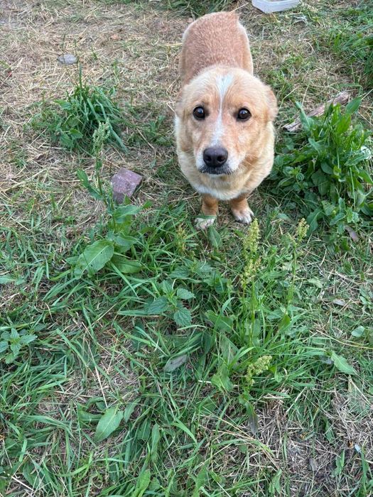 Oddam za darmo- Uroczy Kajtuś szuka domu (Adopcja)