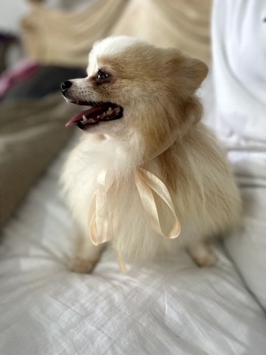 Померанські шпіци — 2 пухнастих принца шукають новий дім