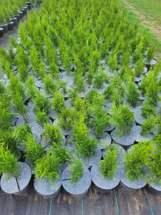 Tuja szmaragd. Nie Brabant