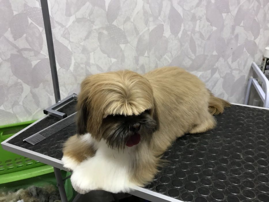 Стрижка, тримминг собак и кошек. Не дорого