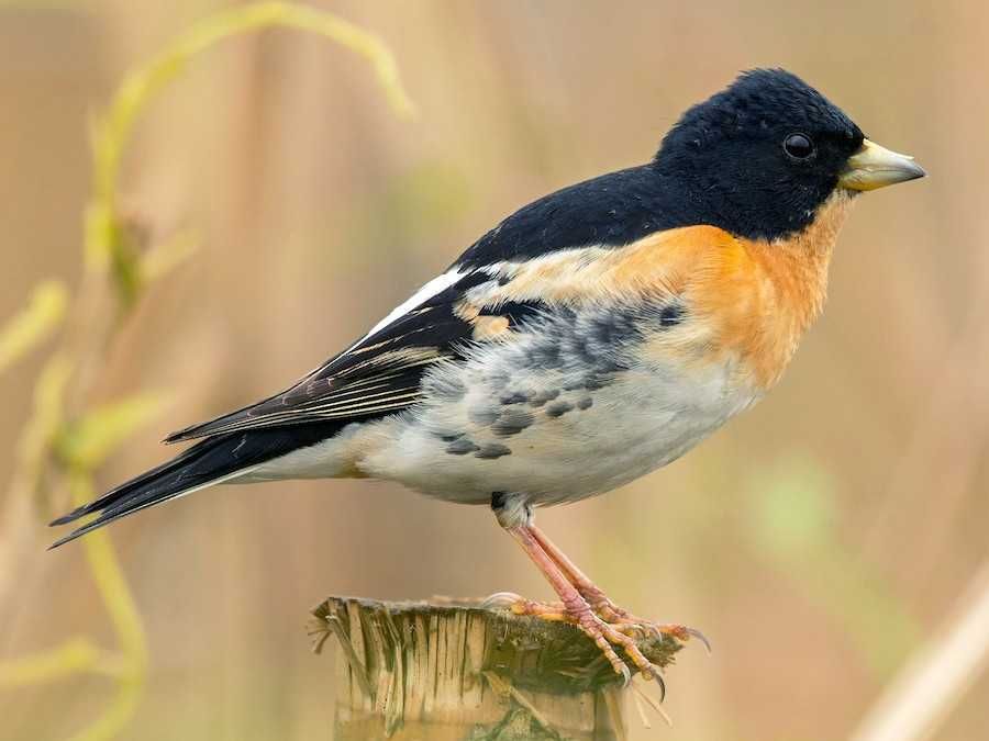 Varias aves de fauna