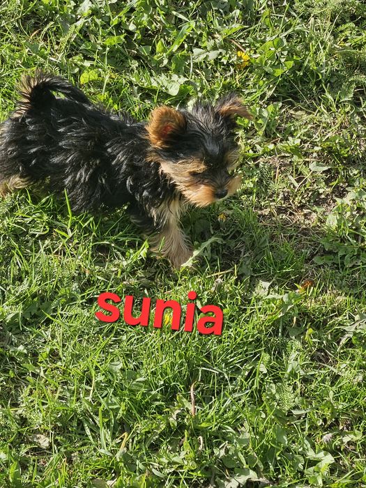 Sunia york z Rodowodem do odbioru
