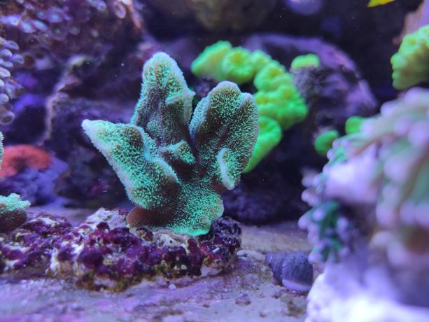 Pavona decussata fluo zielona, koralowce akwaria morskie Białystok