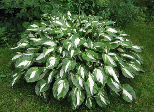 папороть - папоротник садова, сорт Орляк і  Страусине перо