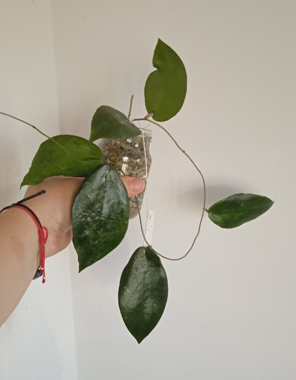 Hoya caudata big and green leaves