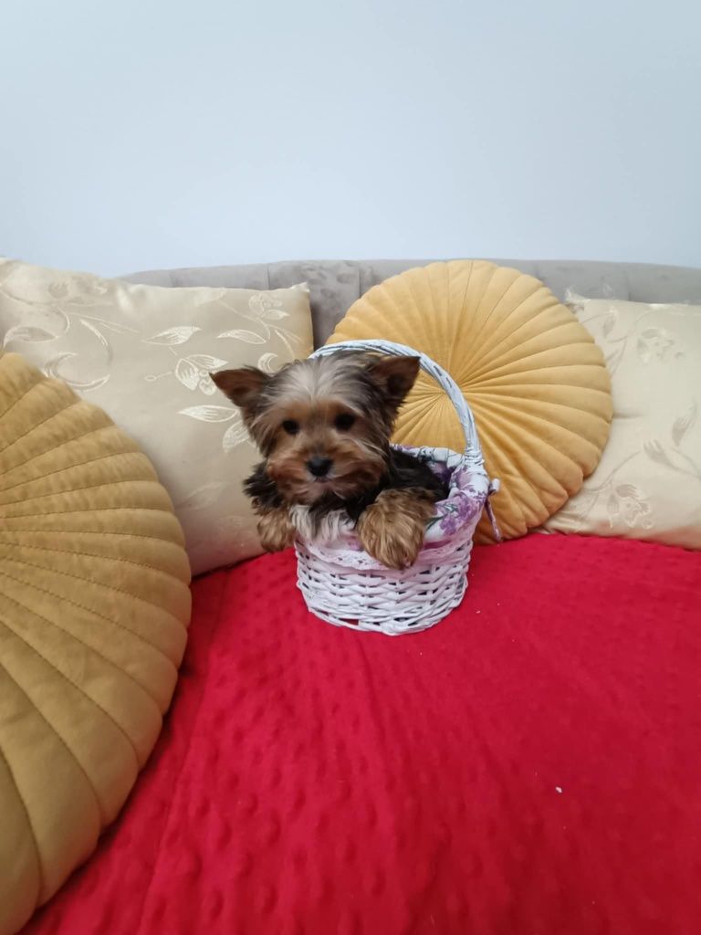 Yorkshire terrier sunia