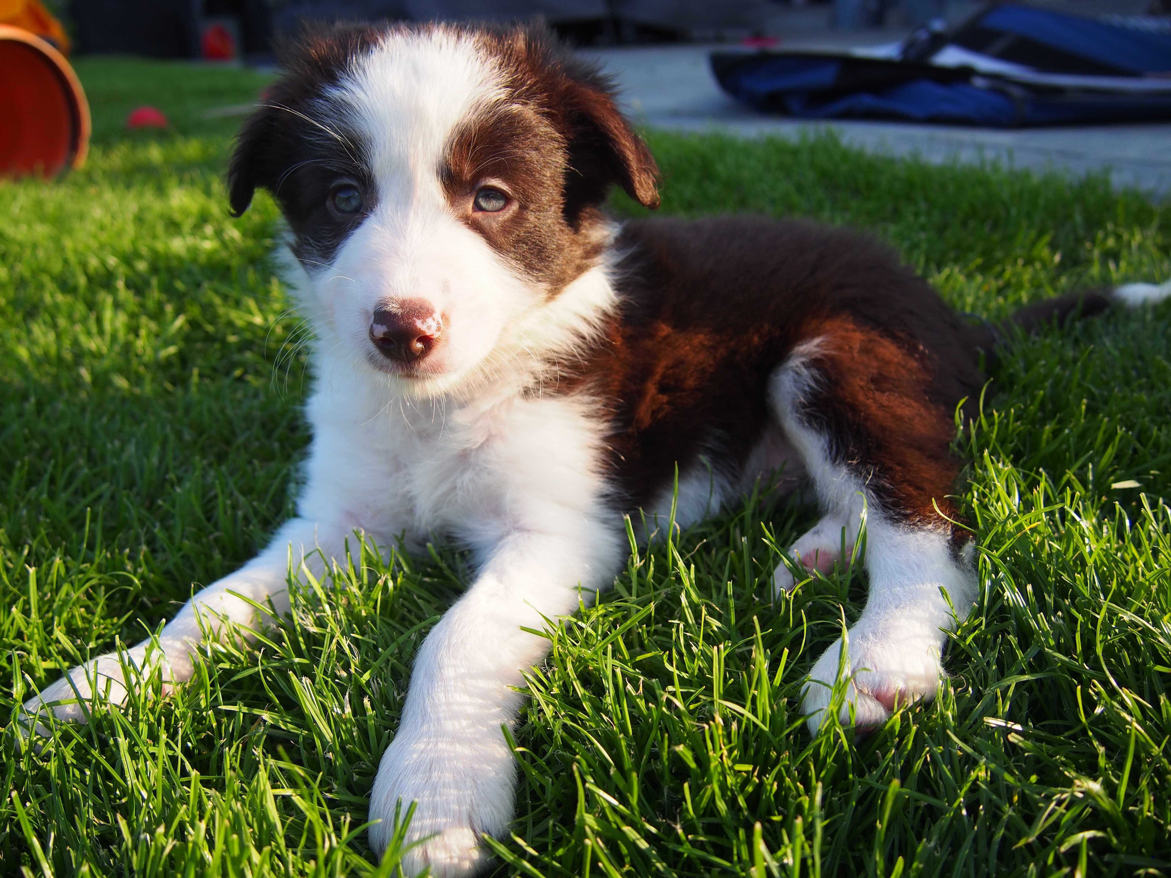 Border Collie, bialo-brązowy, rezerwacja