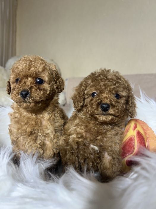 Той пудель Тікап. Дівчата