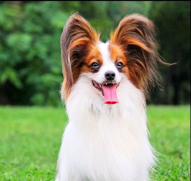 Питомник папильона предлагает взрослого титулованного кобеля