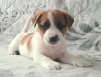 Jack Russell Terrier ZKwP FCI