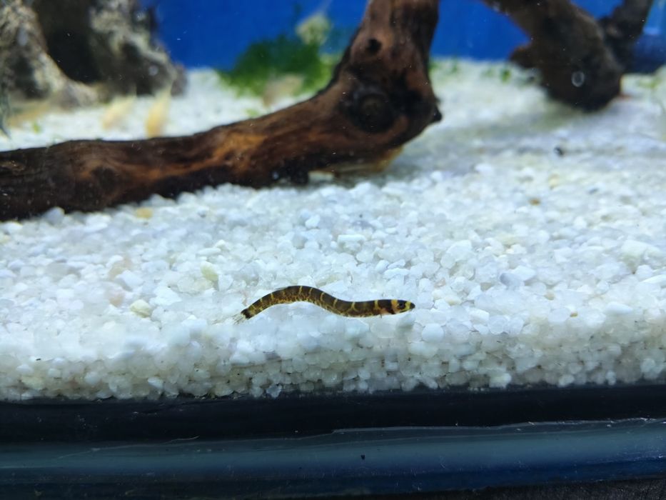 Cobra    kulhi  (pangio  kuhlii)