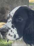 Setter ingles de 3 meses………………………………………