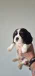 Cavalier king charles spaniel suczka