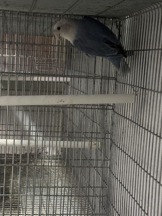 Vende se macho violeta longs