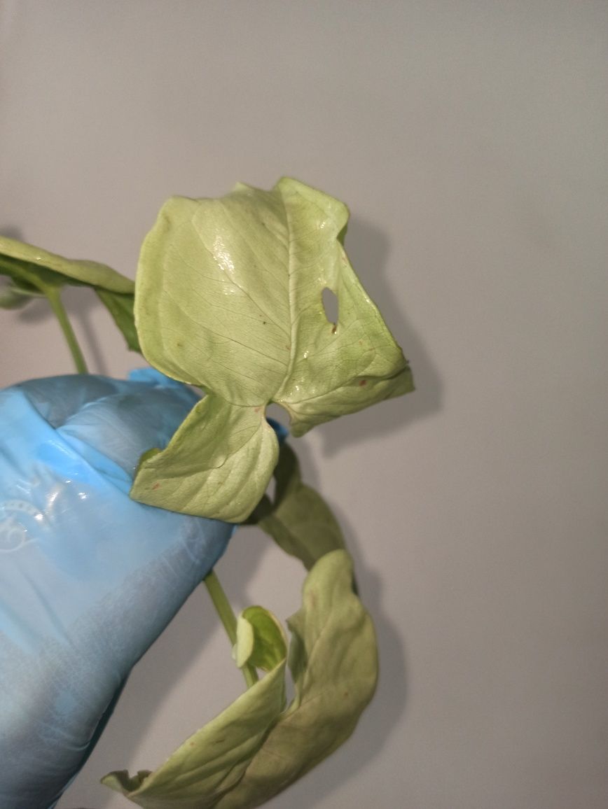 syngonium milk confetti