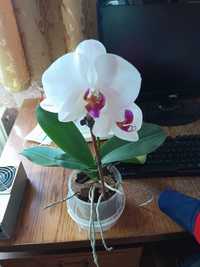 Продам орхідею фалінопсис
