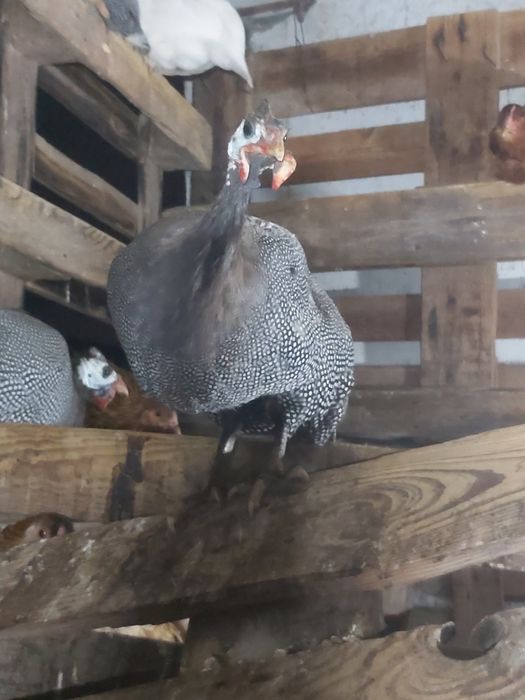 Galinhas da angola (fracas).