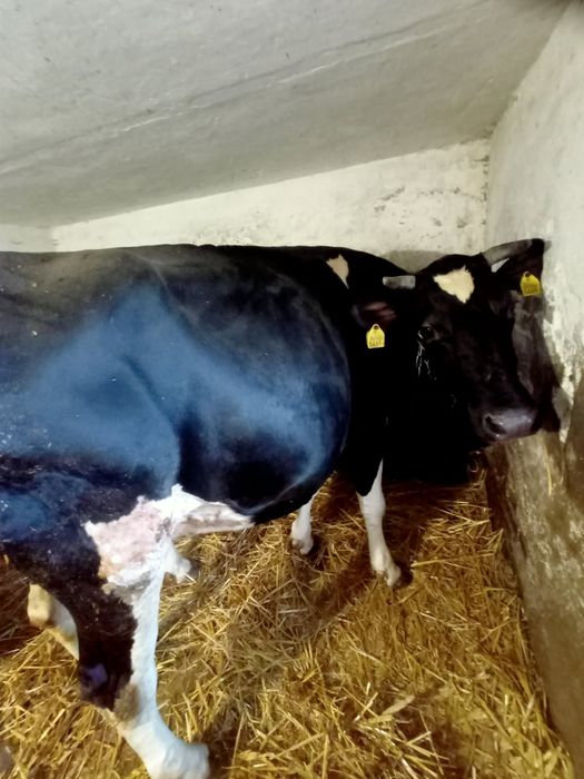 Sprzedam krowę i jałówkę