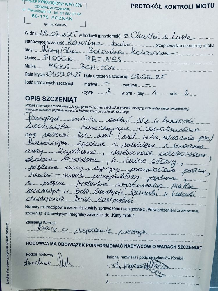 Rosyjska Bolonka Kolorowa , Bolonczyk