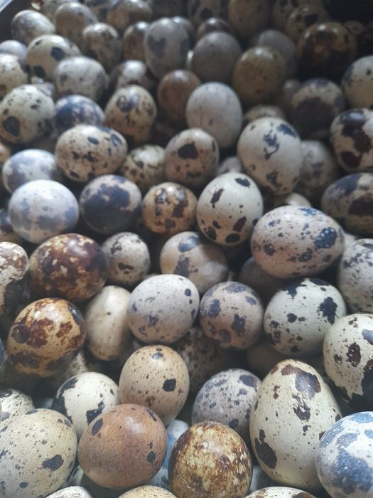 Sprzedam  jajka  przepiórcze