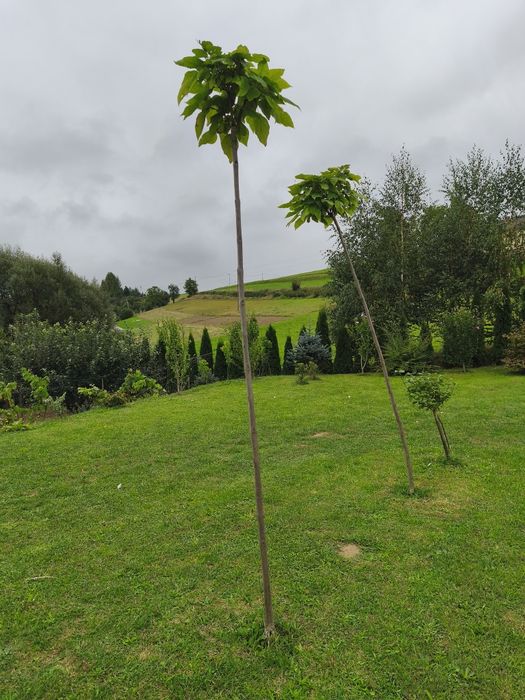 Katalpa szczepiona na pniu