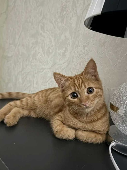 Риже кошеня, віддам безкоштовно. Котуся чекає ..