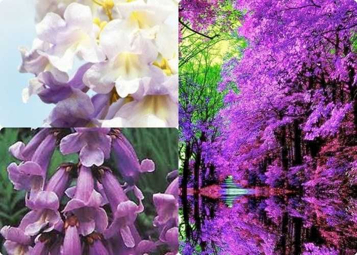 Paulownia sadzonki 50-70 cm! Cesarskie drzewko szczęścia!