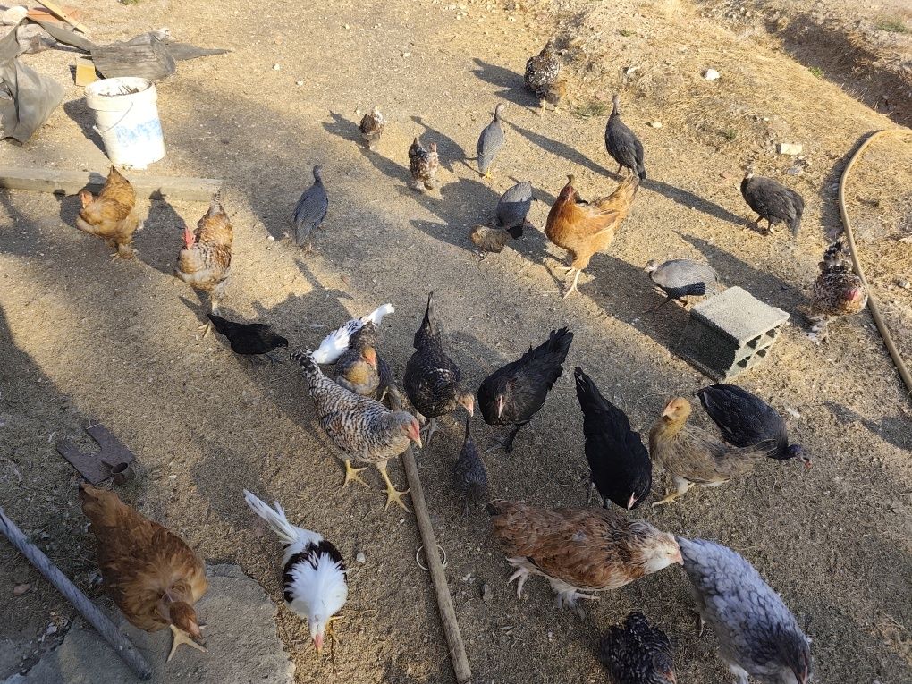 Pekins, kriel, fracas, galinhas angola
