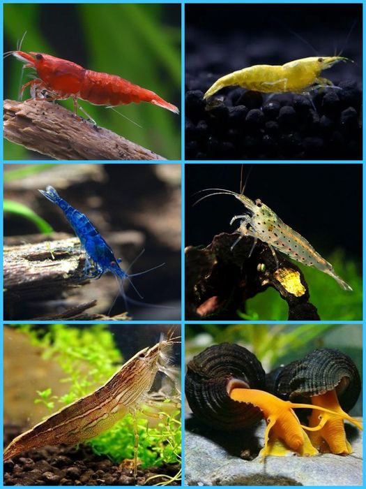 Aquasousa.com - Camarões Neocaridina/Madeira/Amano e Caracóis
