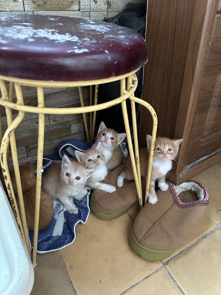 Кошенята безкоштовно