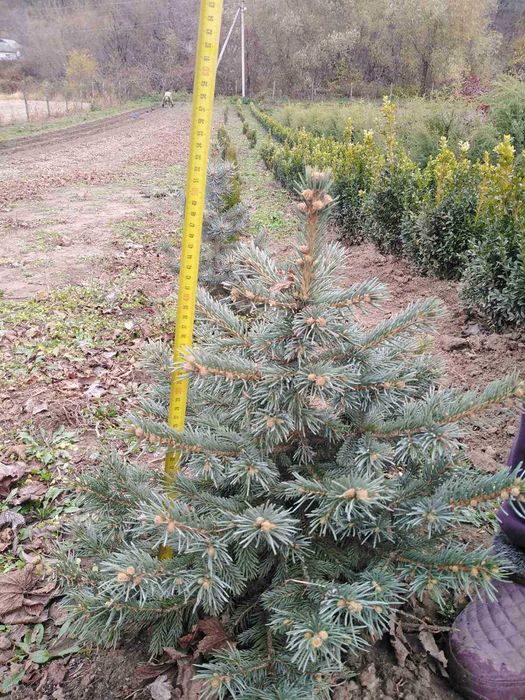 Декоративні рослини та плодово-ягідні культури.