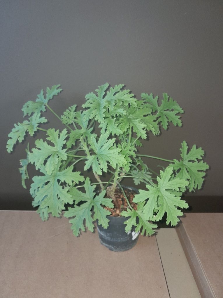 Geranium / anginka