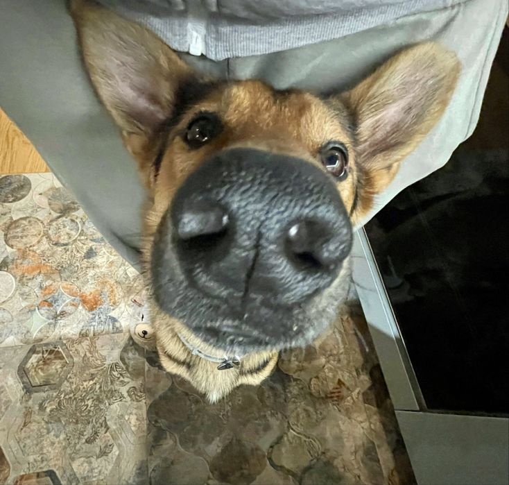 Pies roczny mix do oddania