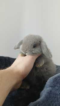 Mini lop królik karzełek miniaturka baranek hodowla