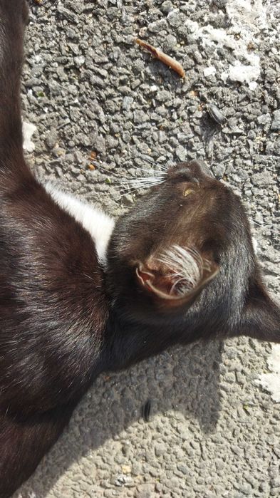 Котик в добрі руки